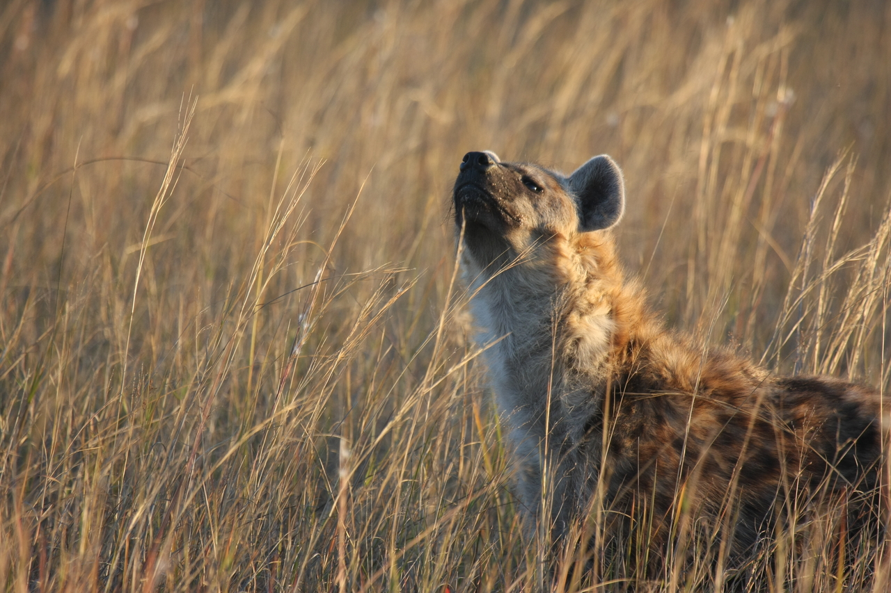 [21607] 2016_06_29_11_34_45_Africa_Canon_EOS_40D_IMG__00230.jpg