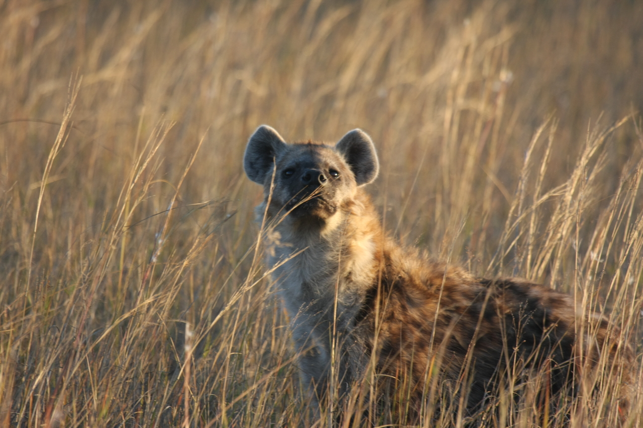 [21616] 2016_06_29_11_34_46_Africa_Canon_EOS_40D_IMG__10920.jpg