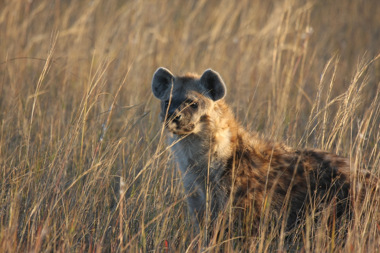 [21626] 2016_06_29_11_34_47_Africa_Canon_EOS_40D_IMG__10924.jpg