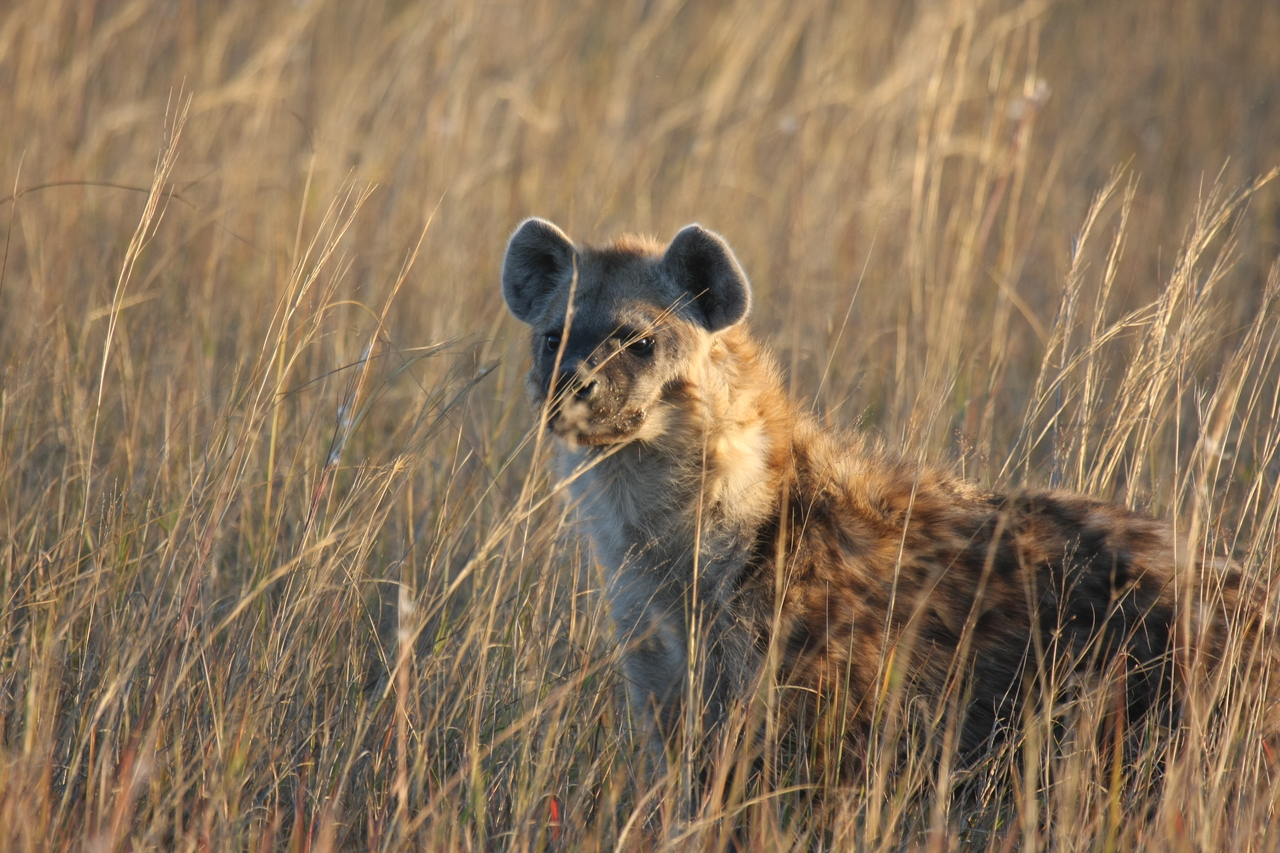 [21631] 2016_06_29_11_34_48_Africa_Canon_EOS_40D_IMG__10926.jpg