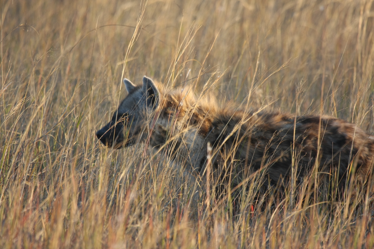 [21633] 2016_06_29_11_34_50_Africa_Canon_EOS_40D_IMG__00239.jpg