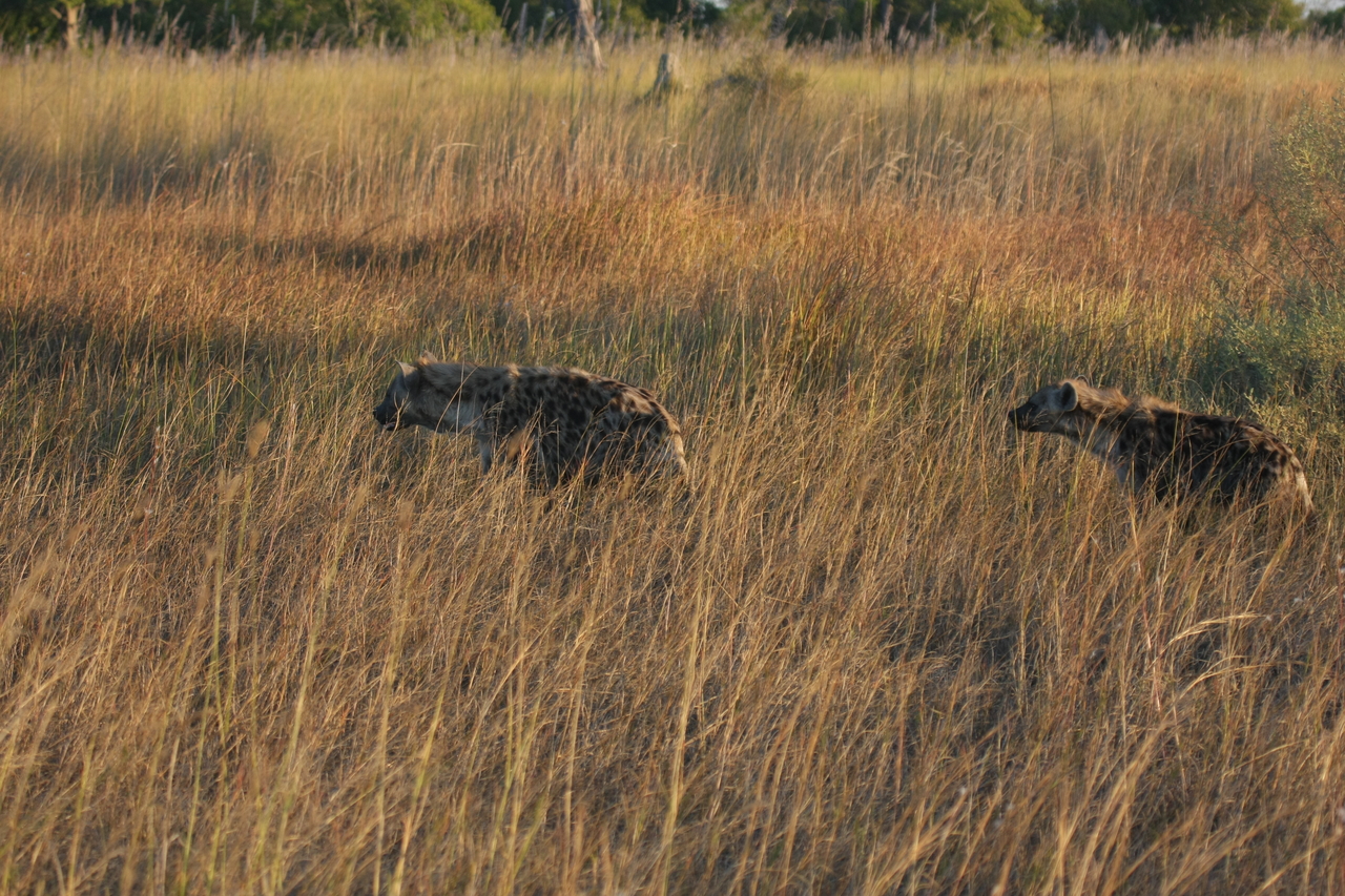 [21639] 2016_06_29_11_34_57_Africa_Canon_EOS_40D_IMG__03482.jpg