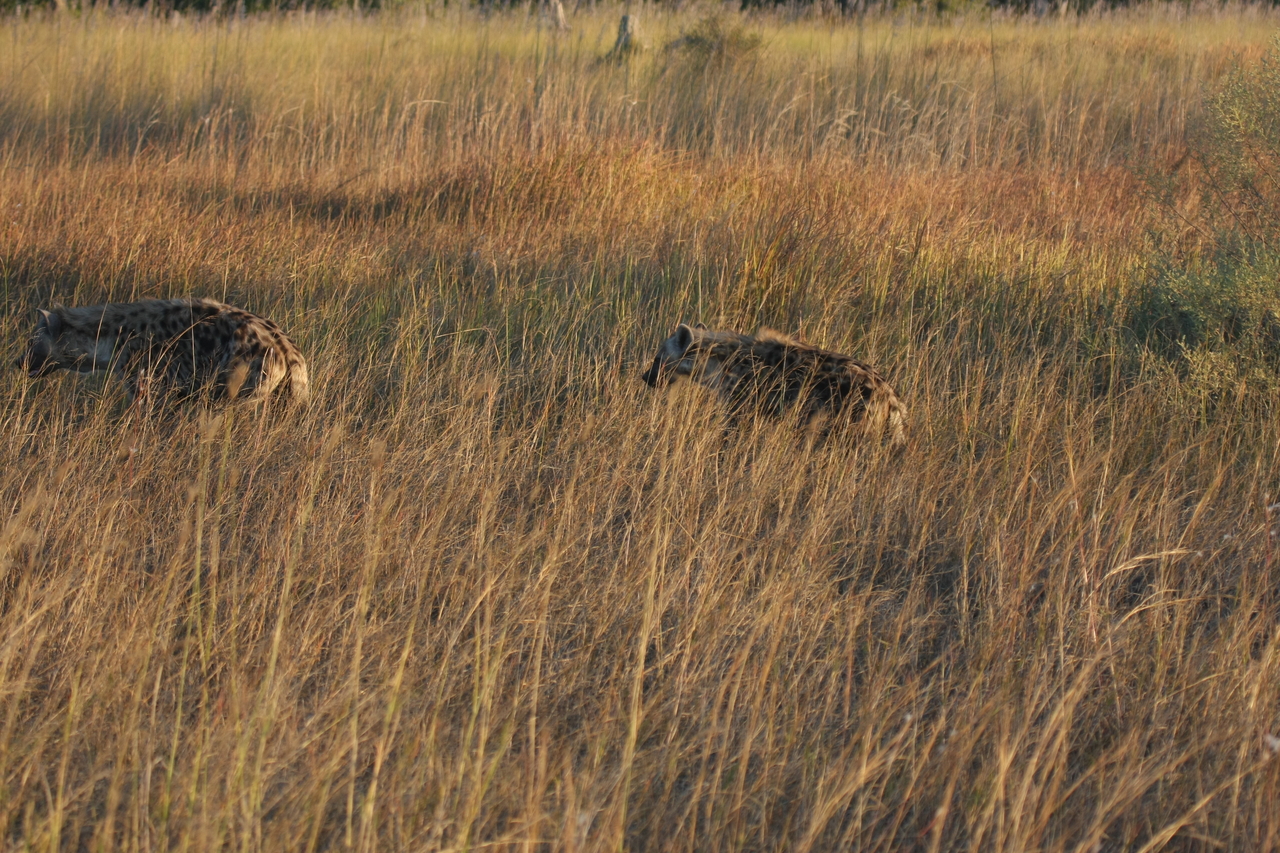 [21649] 2016_06_29_11_34_58_Africa_Canon_EOS_40D_IMG__03486.jpg