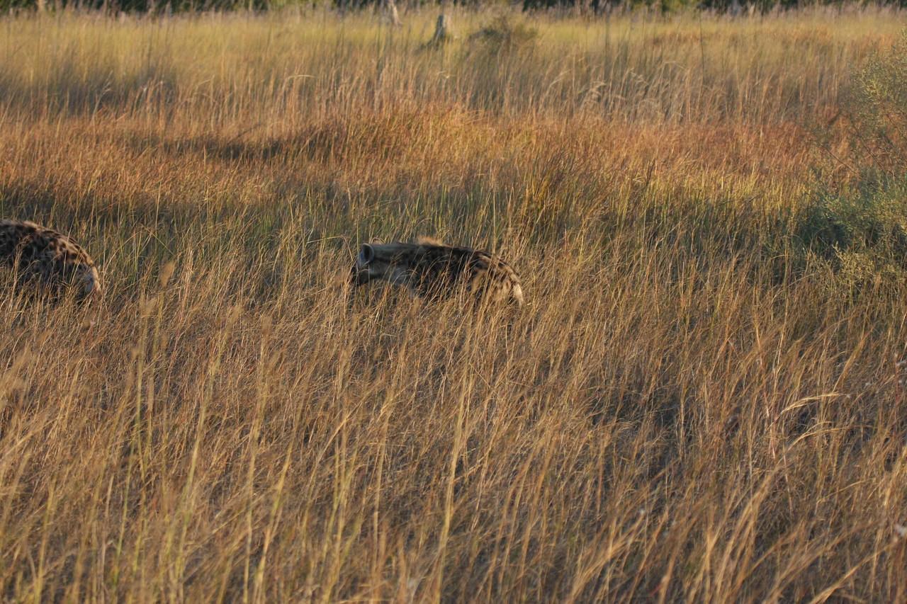 [21656] 2016_06_29_11_34_59_Africa_Canon_EOS_40D_IMG__10935.jpg