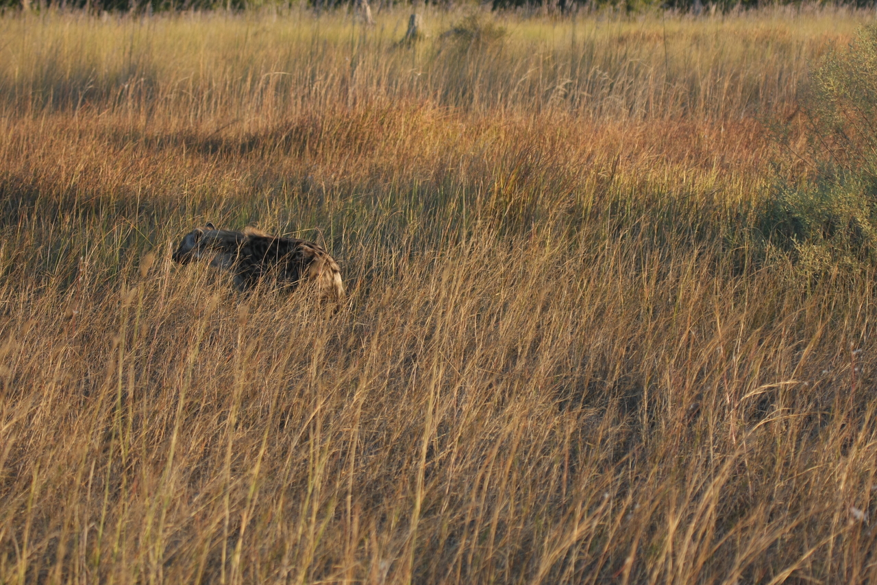 [21657] 2016_06_29_11_35_00_Africa_Canon_EOS_40D_IMG__00248.jpg