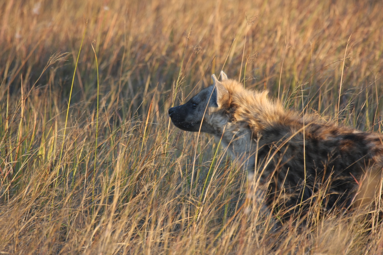 [21665] 2016_06_29_11_35_08_Africa_Canon_EOS_40D_IMG__03493.jpg