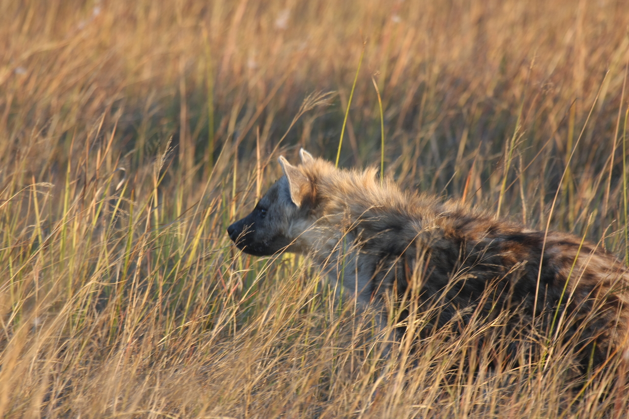 [21673] 2016_06_29_11_35_09_Africa_Canon_EOS_40D_IMG__03495.jpg