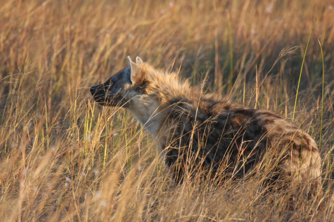 [21681] 2016_06_29_11_35_10_Africa_Canon_EOS_40D_IMG__03497.jpg