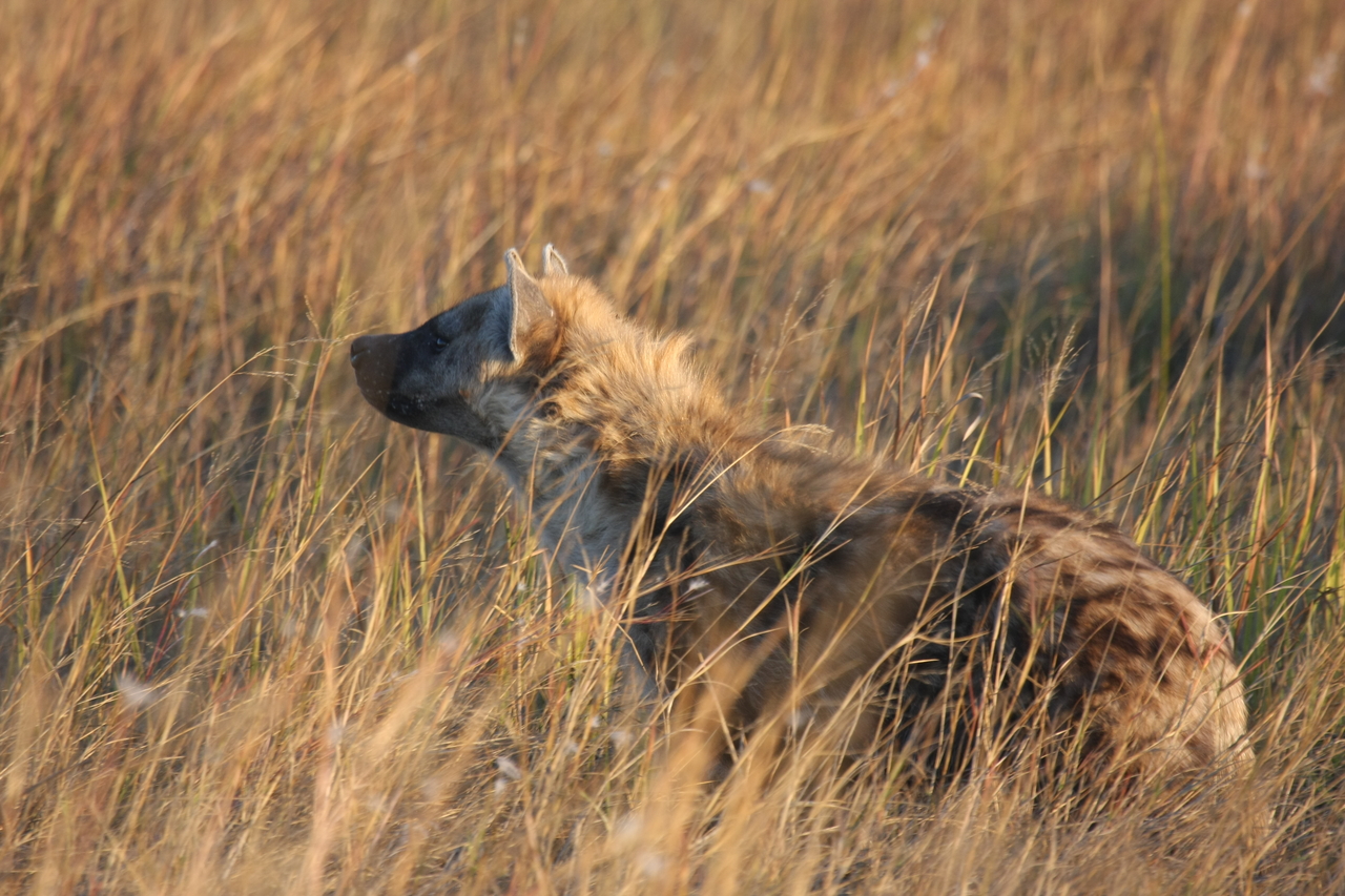 [21682] 2016_06_29_11_35_10_Africa_Canon_EOS_40D_IMG__03498.jpg