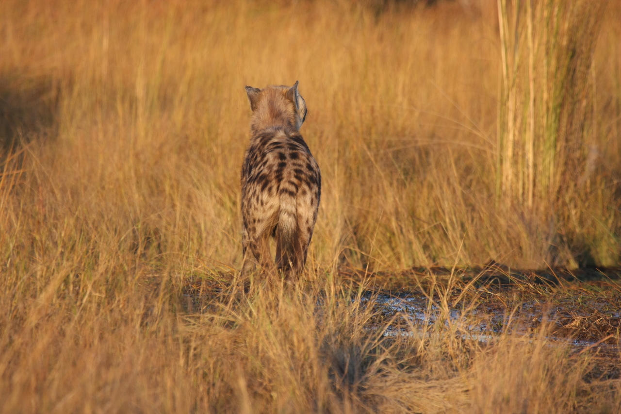 [21688] 2016_06_29_11_36_42_Africa_Canon_EOS_40D_IMG__00260.jpg