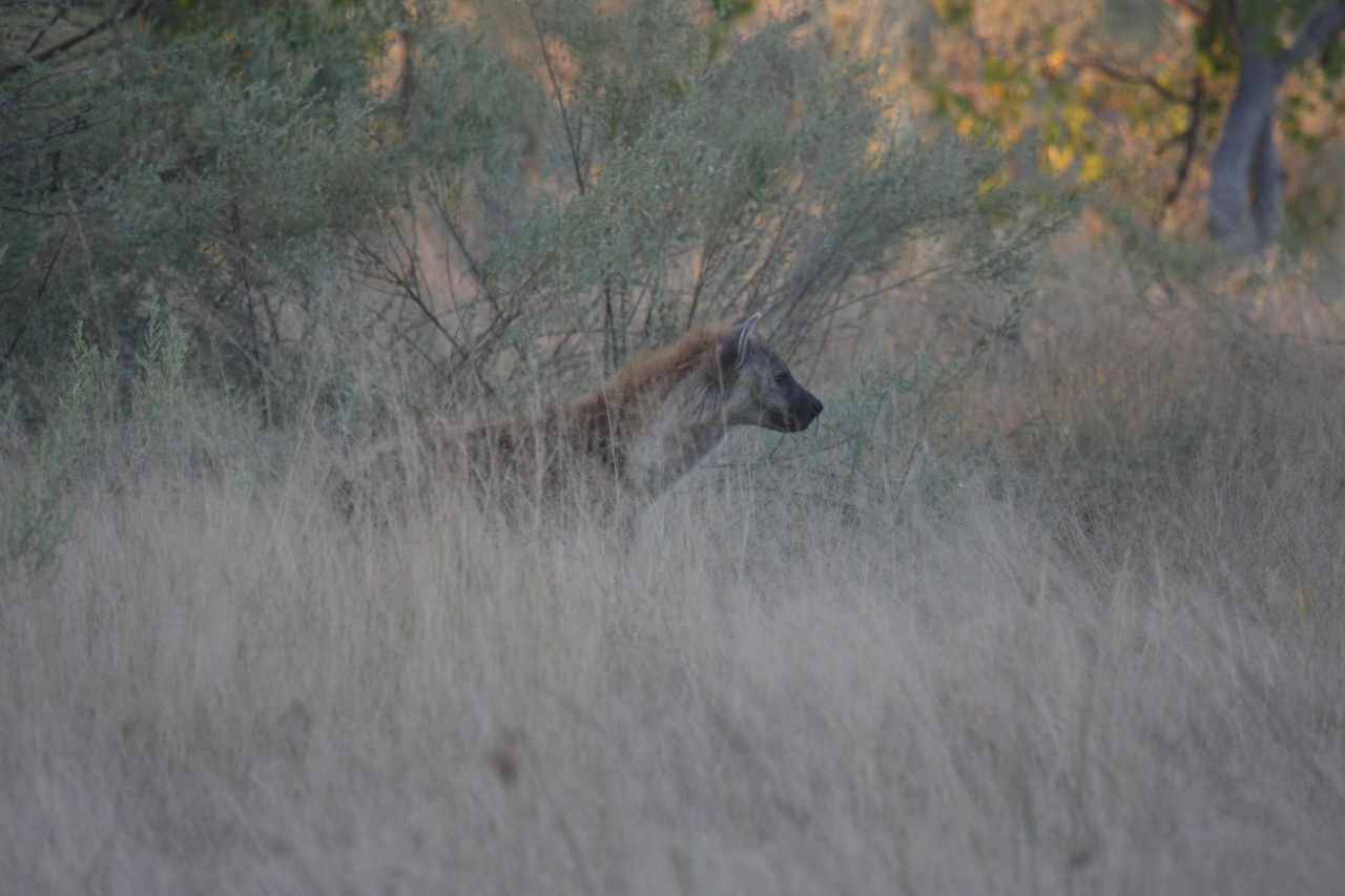 [21712] 2016_06_29_11_42_49_Africa_Canon_EOS_40D_IMG__10955.jpg