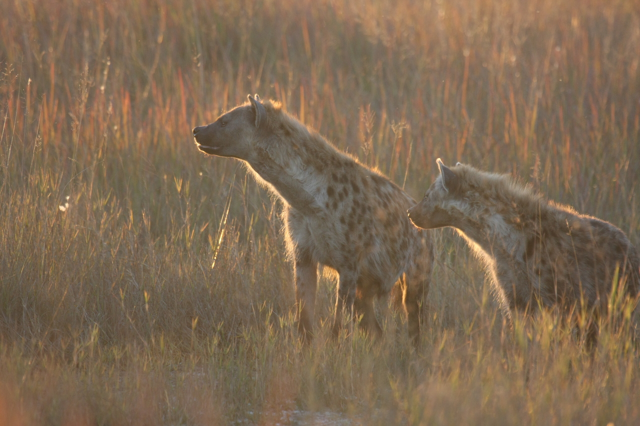 [21717] 2016_06_29_11_44_57_Africa_Canon_EOS_40D_IMG__03512.jpg