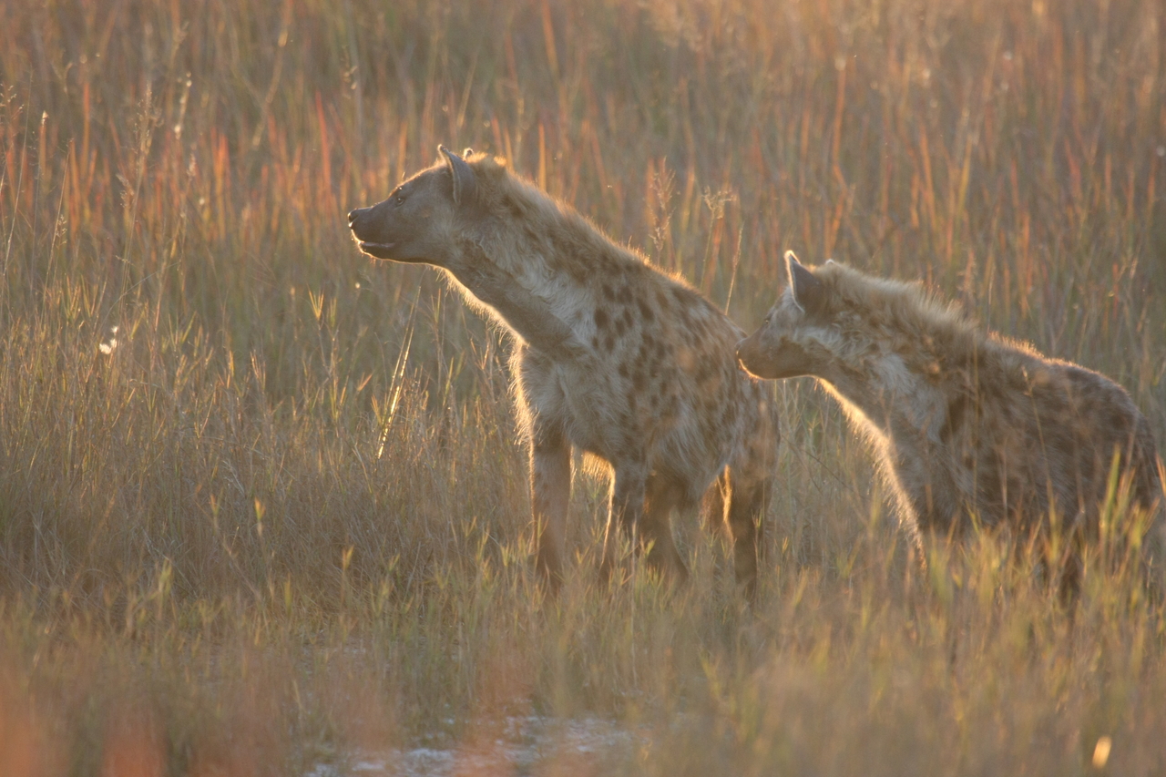 [21718] 2016_06_29_11_44_57_Africa_Canon_EOS_40D_IMG__10957.jpg