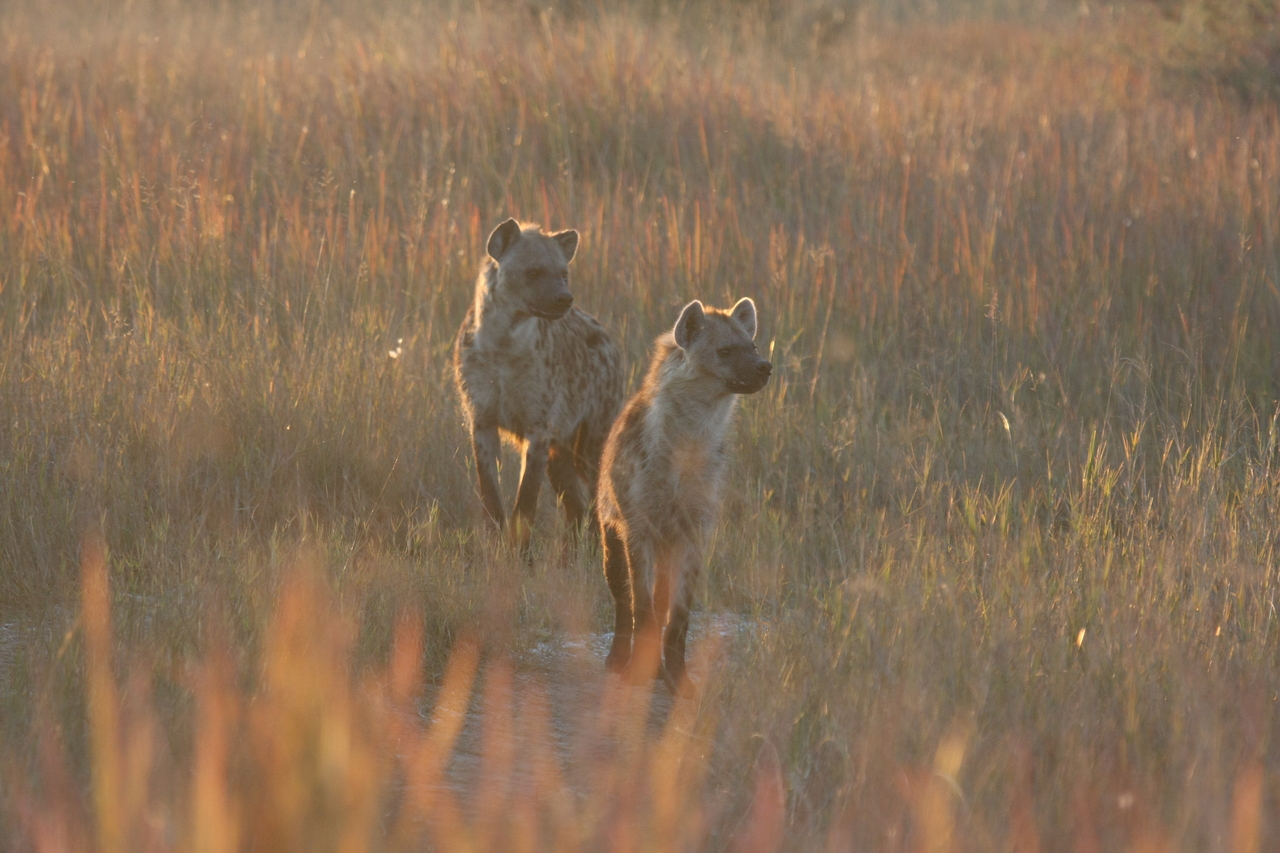 [21738] 2016_06_29_11_45_06_Africa_Canon_EOS_40D_IMG__10964.jpg