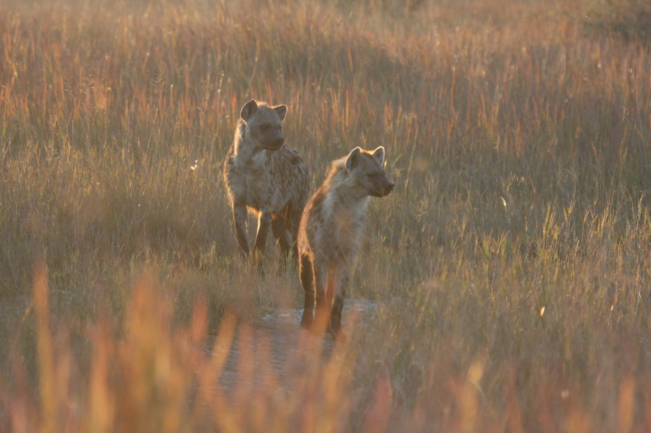 [21740] 2016_06_29_11_45_06_Africa_Canon_EOS_40D_IMG__10966.jpg