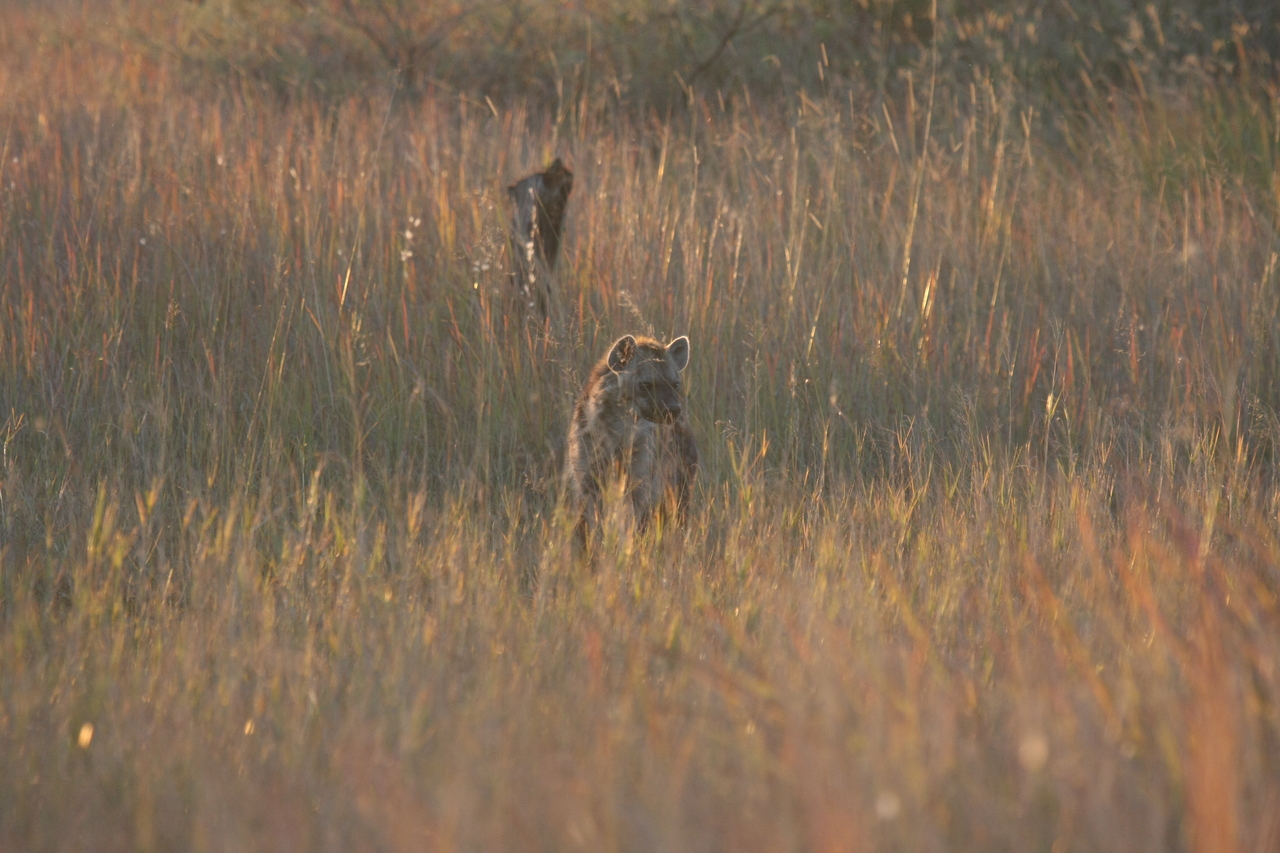 [21741] 2016_06_29_11_45_09_Africa_Canon_EOS_40D_IMG__00278.jpg
