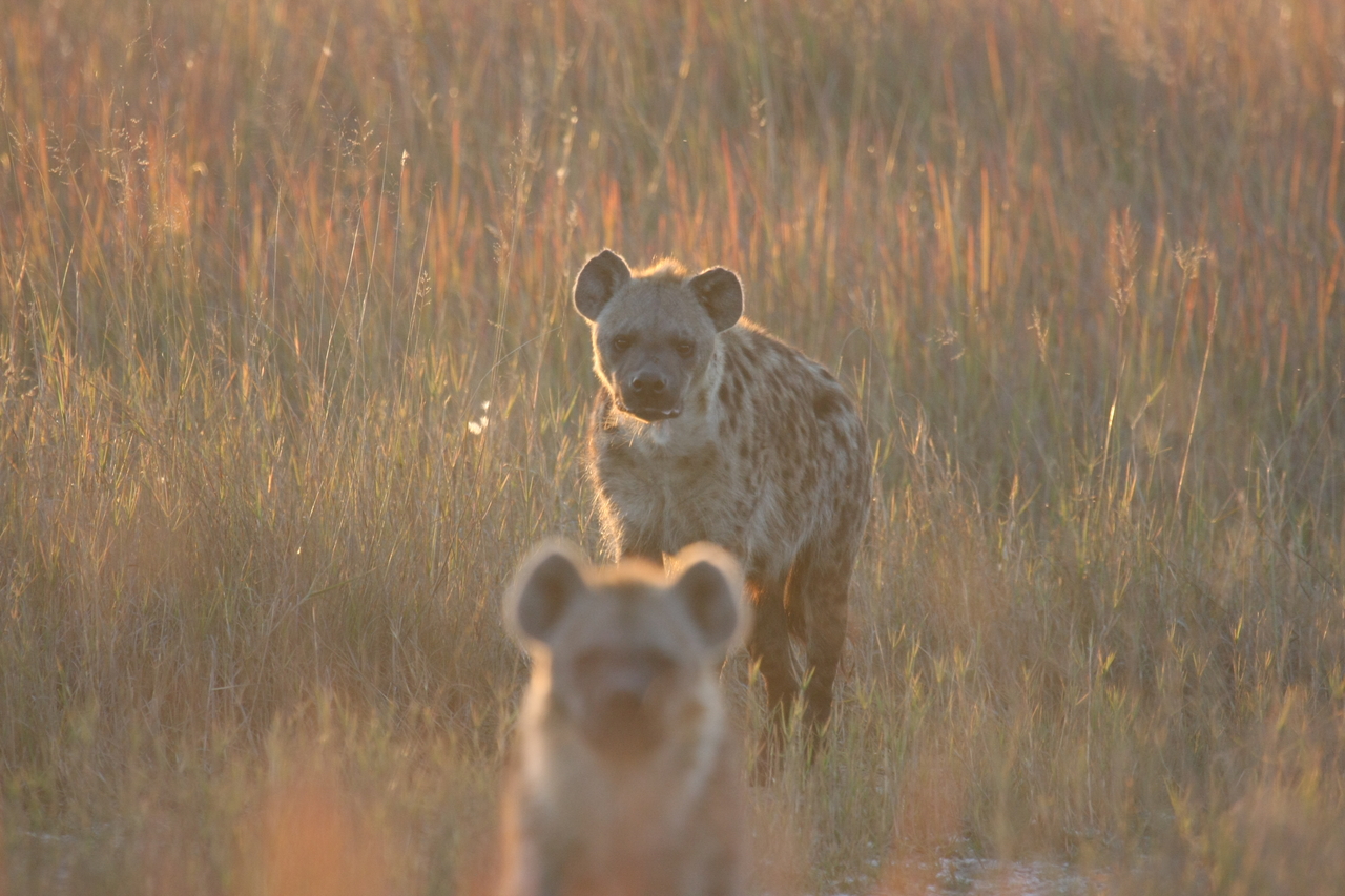 [21762] 2016_06_29_11_45_20_Africa_Canon_EOS_40D_IMG__10973.jpg