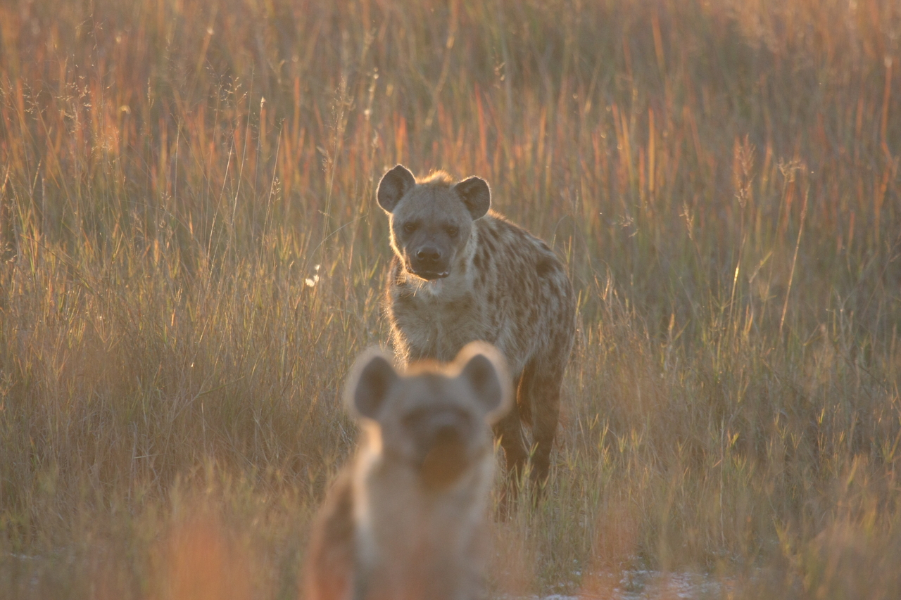 [21764] 2016_06_29_11_45_20_Africa_Canon_EOS_40D_IMG__10975.jpg