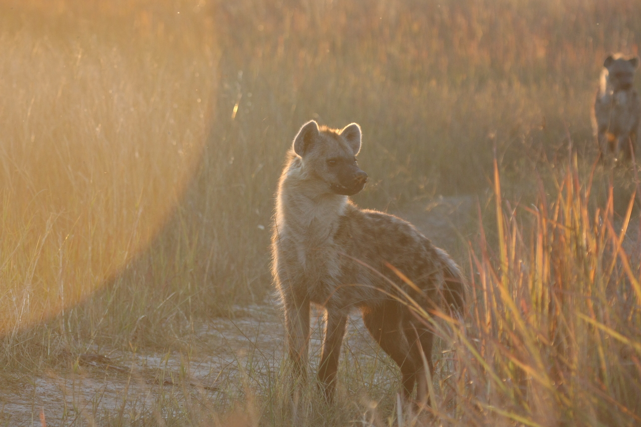 [21770] 2016_06_29_11_45_35_Africa_Canon_EOS_40D_IMG__10977.jpg