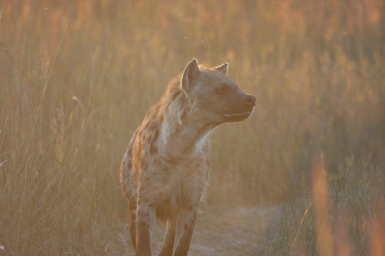 [21783] 2016_06_29_11_45_54_Africa_Canon_EOS_40D_IMG__03535.jpg