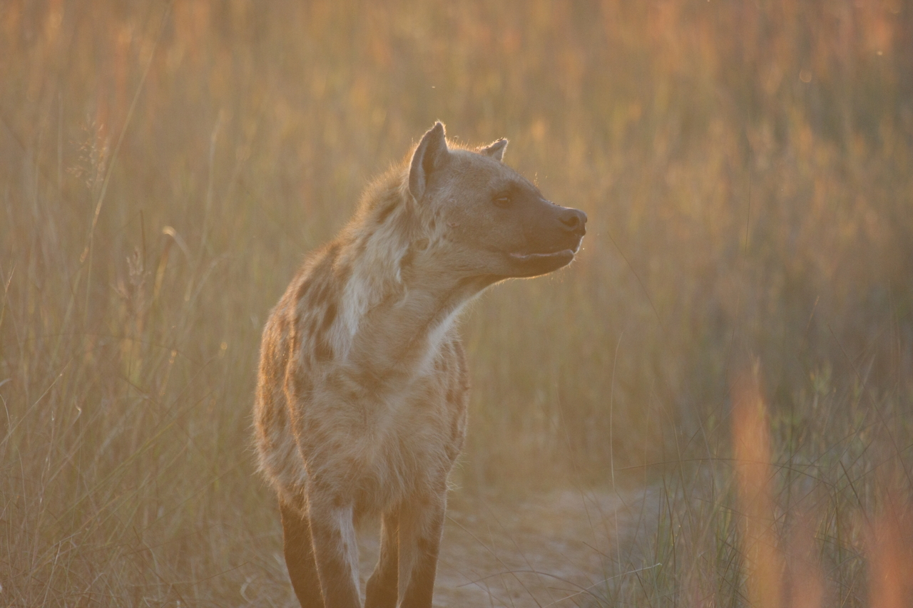 [21787] 2016_06_29_11_45_54_Africa_Canon_EOS_40D_IMG__10983.jpg