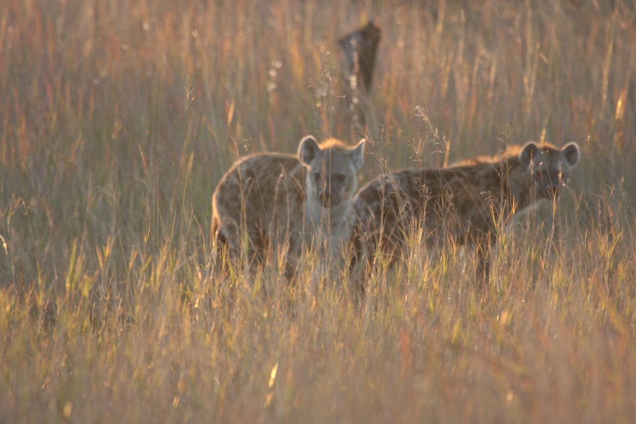[21792] 2016_06_29_11_46_03_Africa_Canon_EOS_40D_IMG__00297.jpg