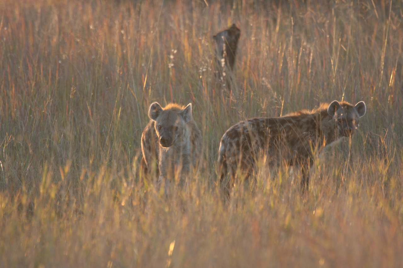 [21797] 2016_06_29_11_46_03_Africa_Canon_EOS_40D_IMG__10987.jpg
