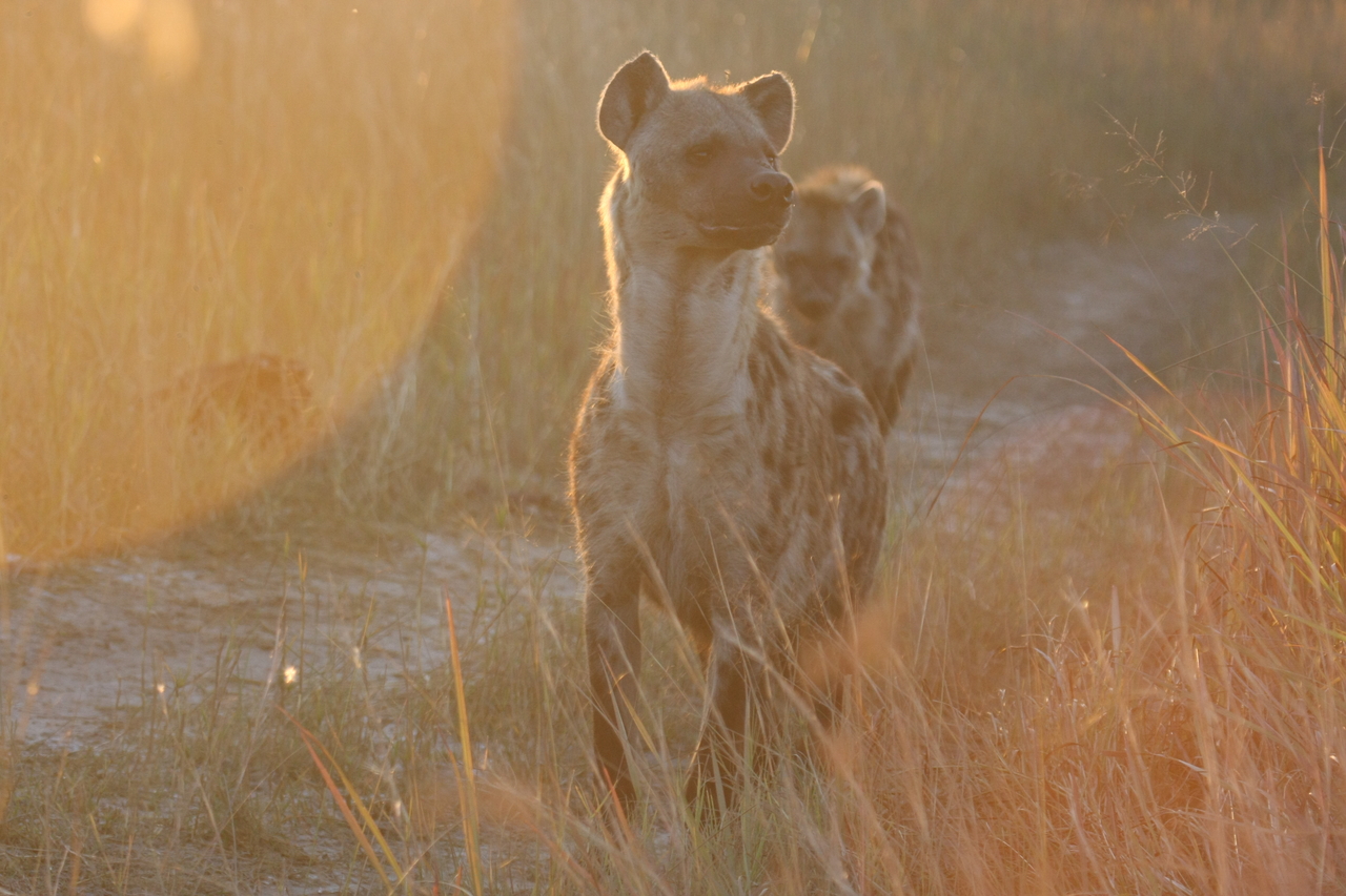 [21810] 2016_06_29_11_46_37_Africa_Canon_EOS_40D_IMG__10990.jpg