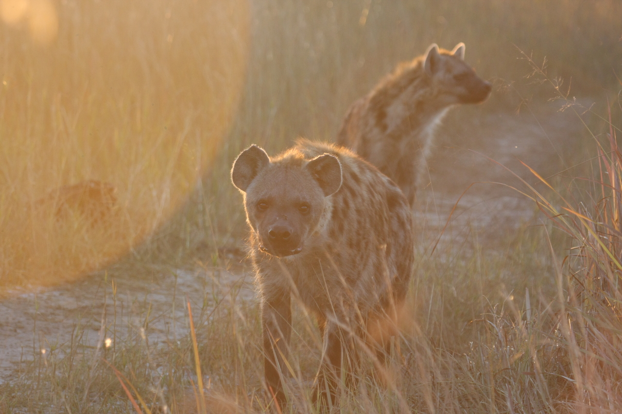 [21817] 2016_06_29_11_46_40_Africa_Canon_EOS_40D_IMG__10994.jpg