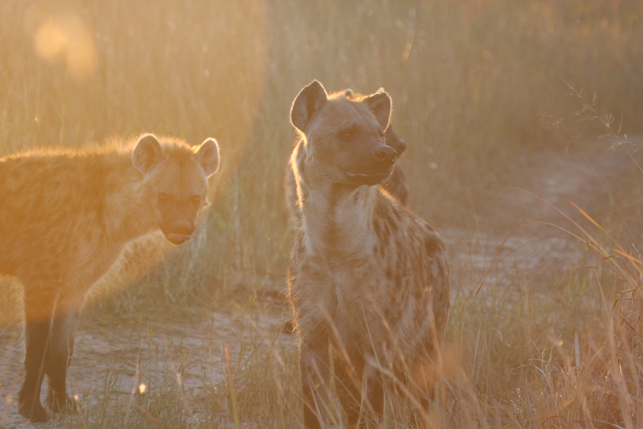 [21824] 2016_06_29_11_46_45_Africa_Canon_EOS_40D_IMG__03551.jpg