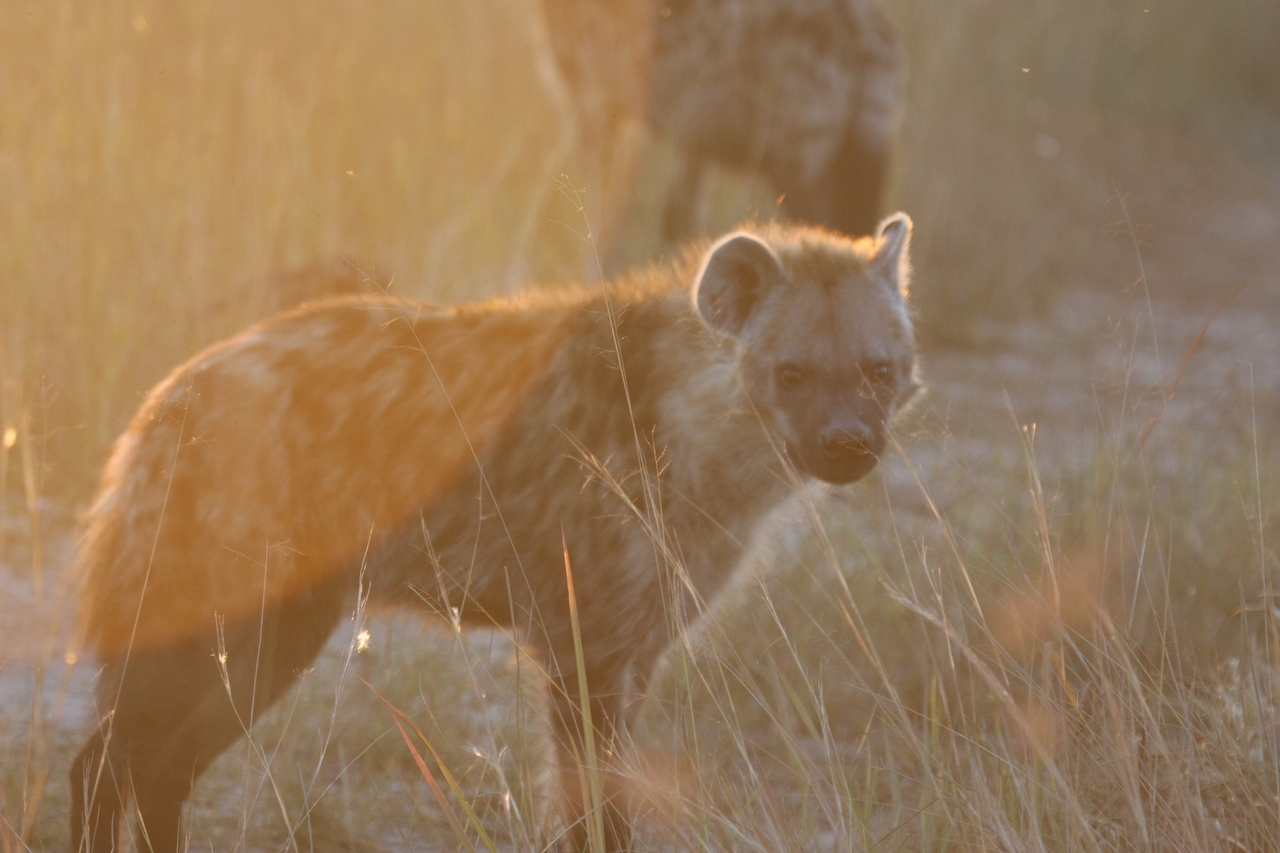 [21836] 2016_06_29_11_47_06_Africa_Canon_EOS_40D_IMG__03554.jpg