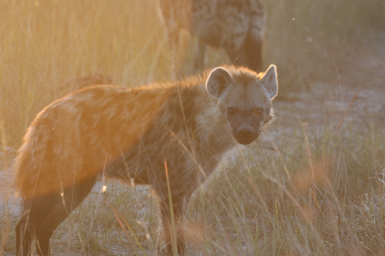 [21839] 2016_06_29_11_47_06_Africa_Canon_EOS_40D_IMG__11003.jpg