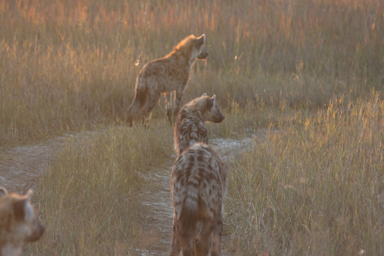 [21855] 2016_06_29_11_48_07_Africa_Canon_EOS_40D_IMG__00320.jpg