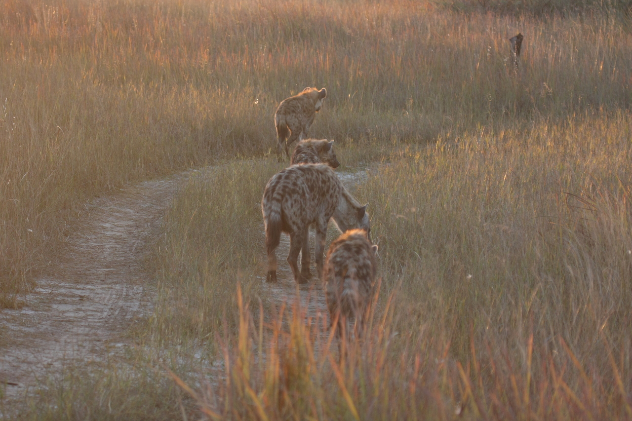 [21863] 2016_06_29_11_48_15_Africa_Canon_EOS_40D_IMG__03564.jpg