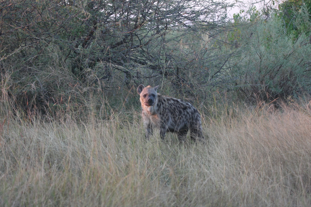 [21879] 2016_06_29_11_51_06_Africa_Canon_EOS_40D_IMG__00329.jpg