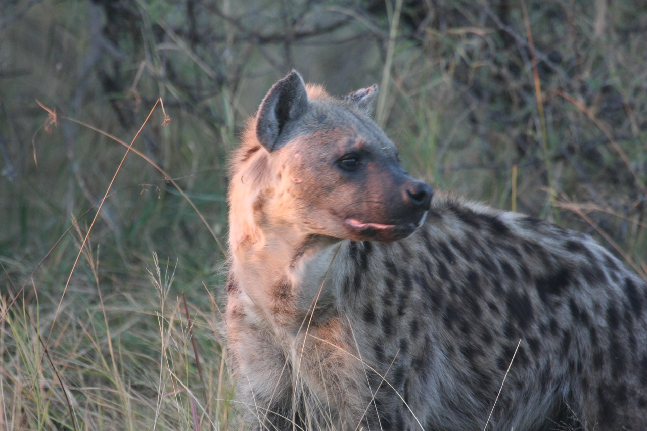 [21894] 2016_06_29_11_51_12_Africa_Canon_EOS_40D_IMG__00334.jpg