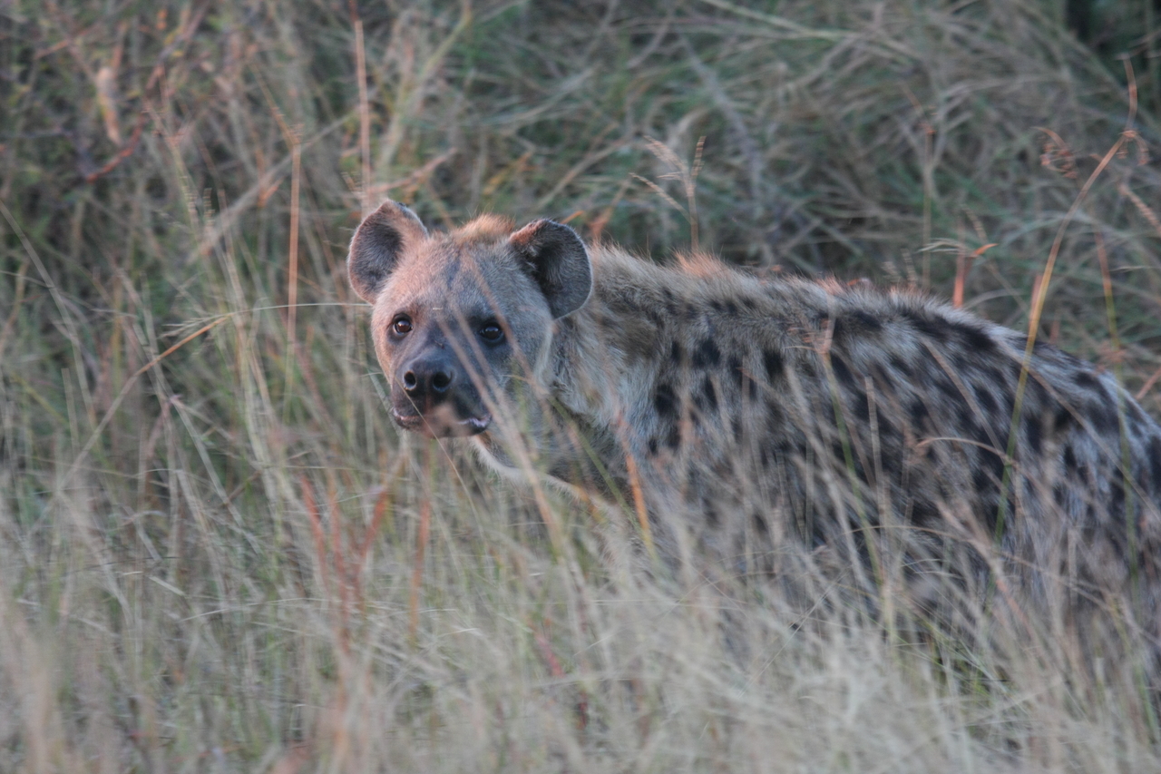 [21910] 2016_06_29_11_51_16_Africa_Canon_EOS_40D_IMG__11029.jpg