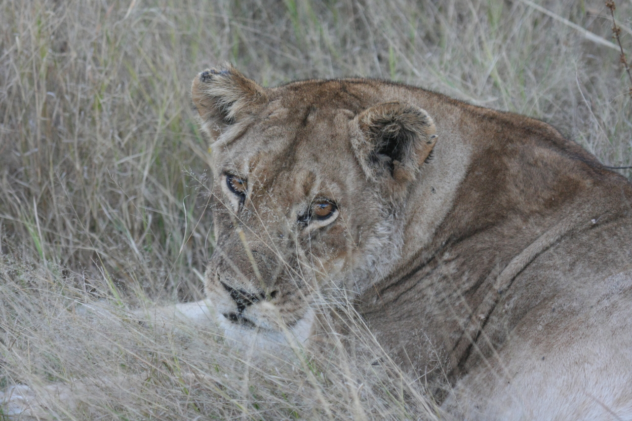 [21925] 2016_06_29_11_57_05_Africa_Canon_EOS_40D_IMG__11034.jpg