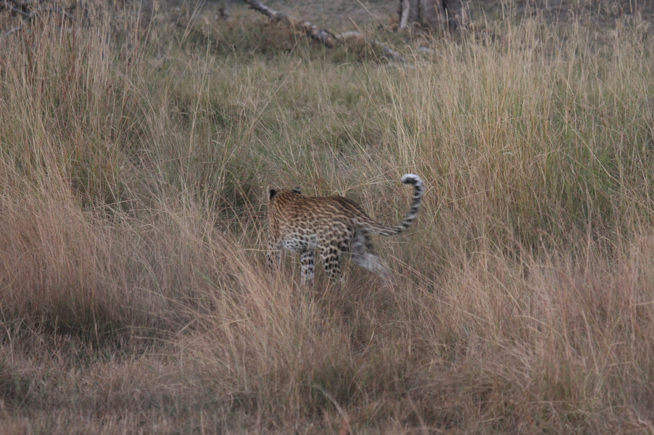 [21937] 2016_06_29_12_08_44_Africa_Canon_EOS_40D_IMG__00352.jpg