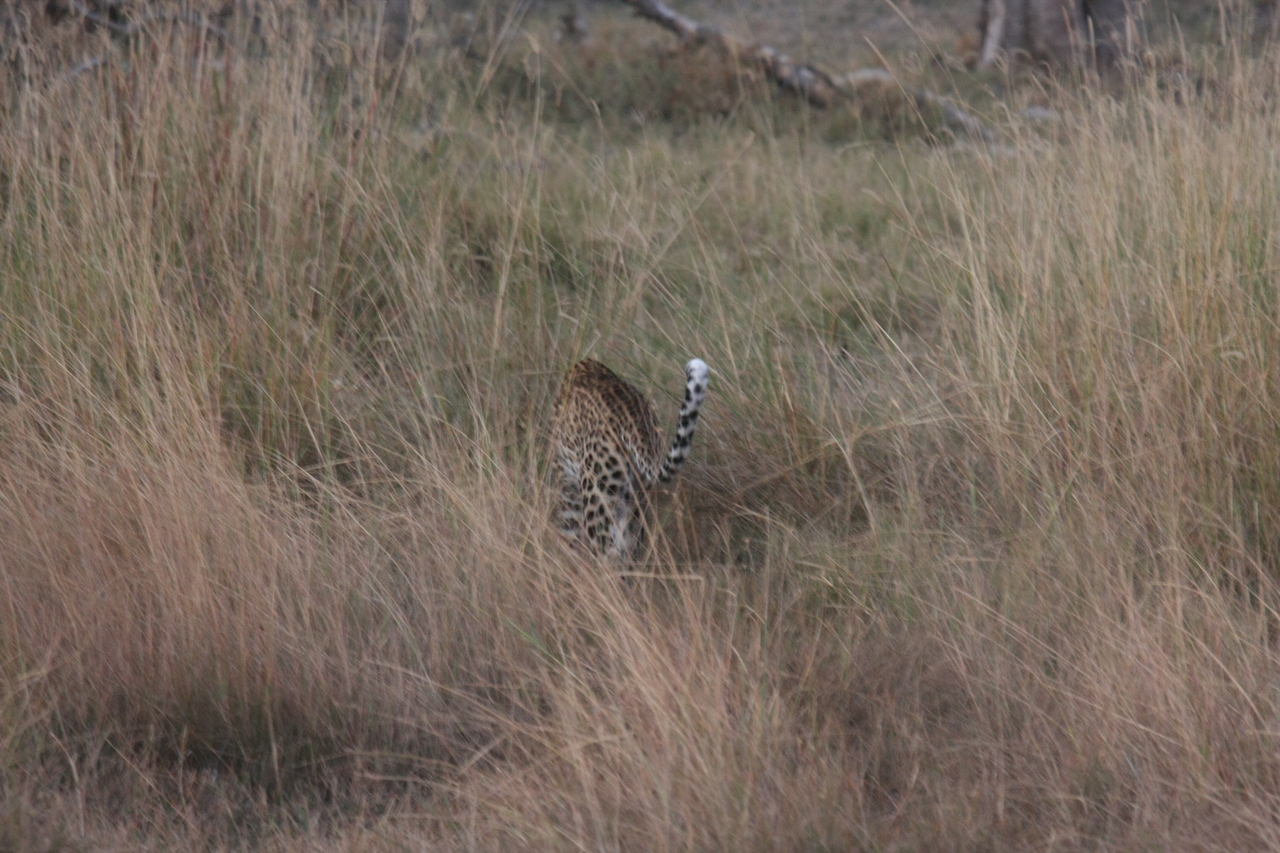 [21951] 2016_06_29_12_08_47_Africa_Canon_EOS_40D_IMG__03597.jpg