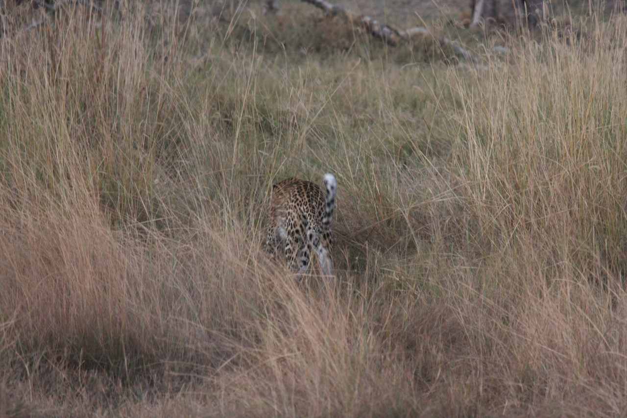 [21953] 2016_06_29_12_08_47_Africa_Canon_EOS_40D_IMG__11043.jpg