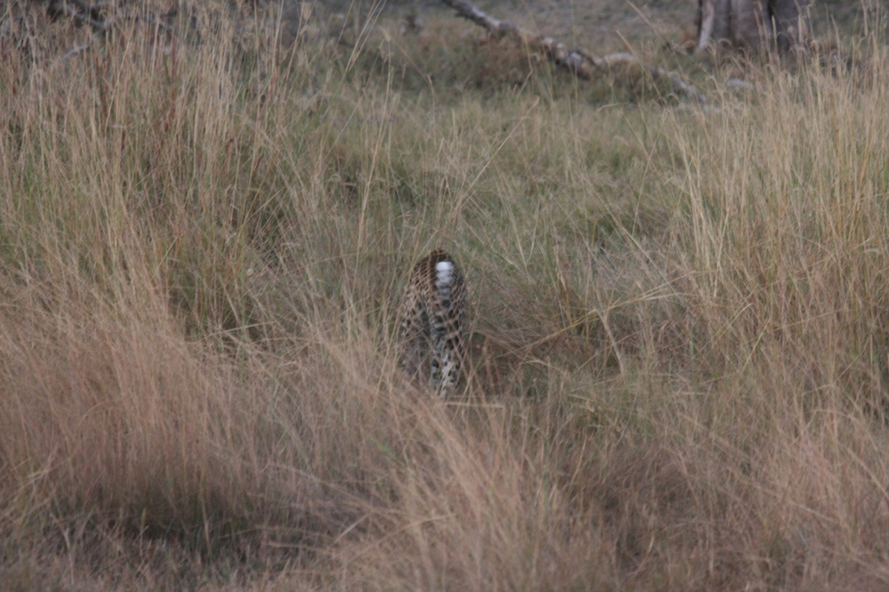 [21955] 2016_06_29_12_08_47_Africa_Canon_EOS_40D_IMG__11045.jpg