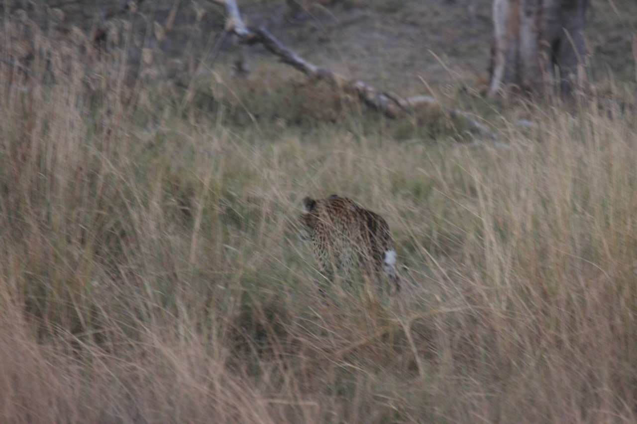 [21968] 2016_06_29_12_08_53_Africa_Canon_EOS_40D_IMG__11049.jpg