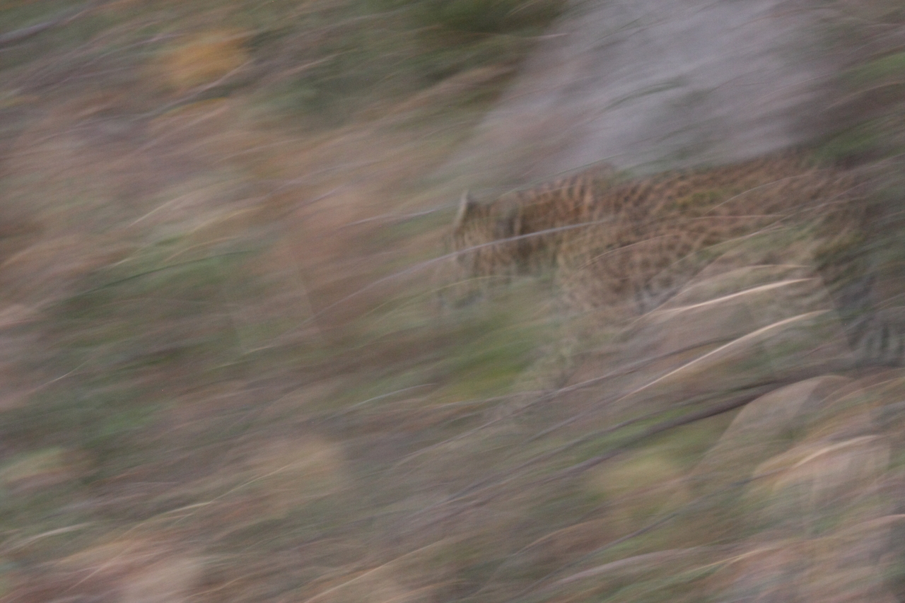 [21981] 2016_06_29_12_11_25_Africa_Canon_EOS_40D_IMG__03608.jpg