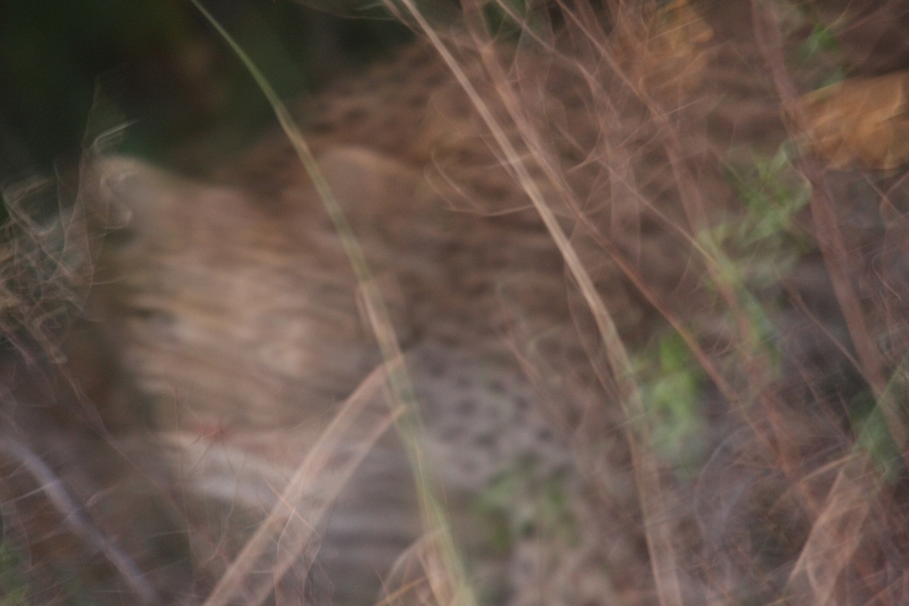 [21984] 2016_06_29_12_11_40_Africa_Canon_EOS_40D_IMG__03609.jpg