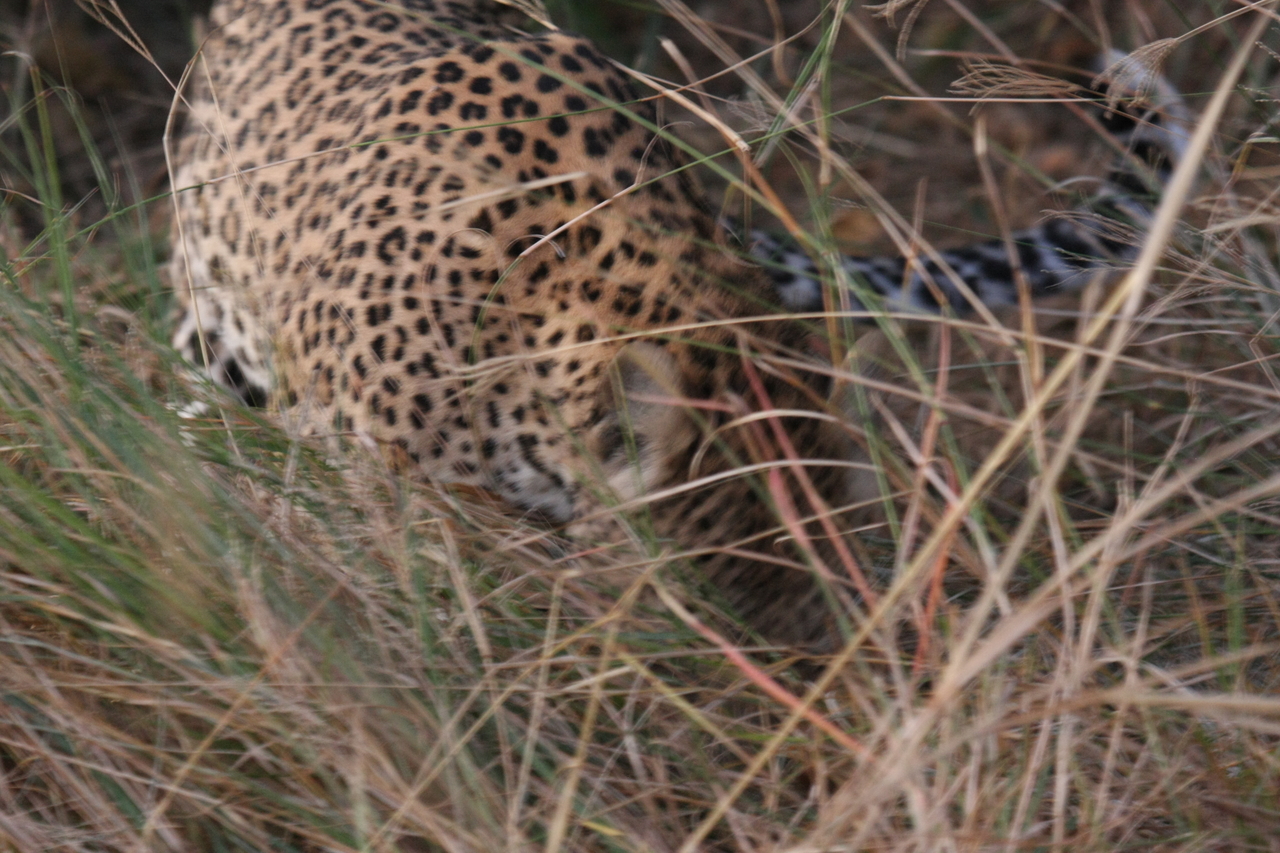 [22005] 2016_06_29_12_11_58_Africa_Canon_EOS_40D_IMG__03617.jpg