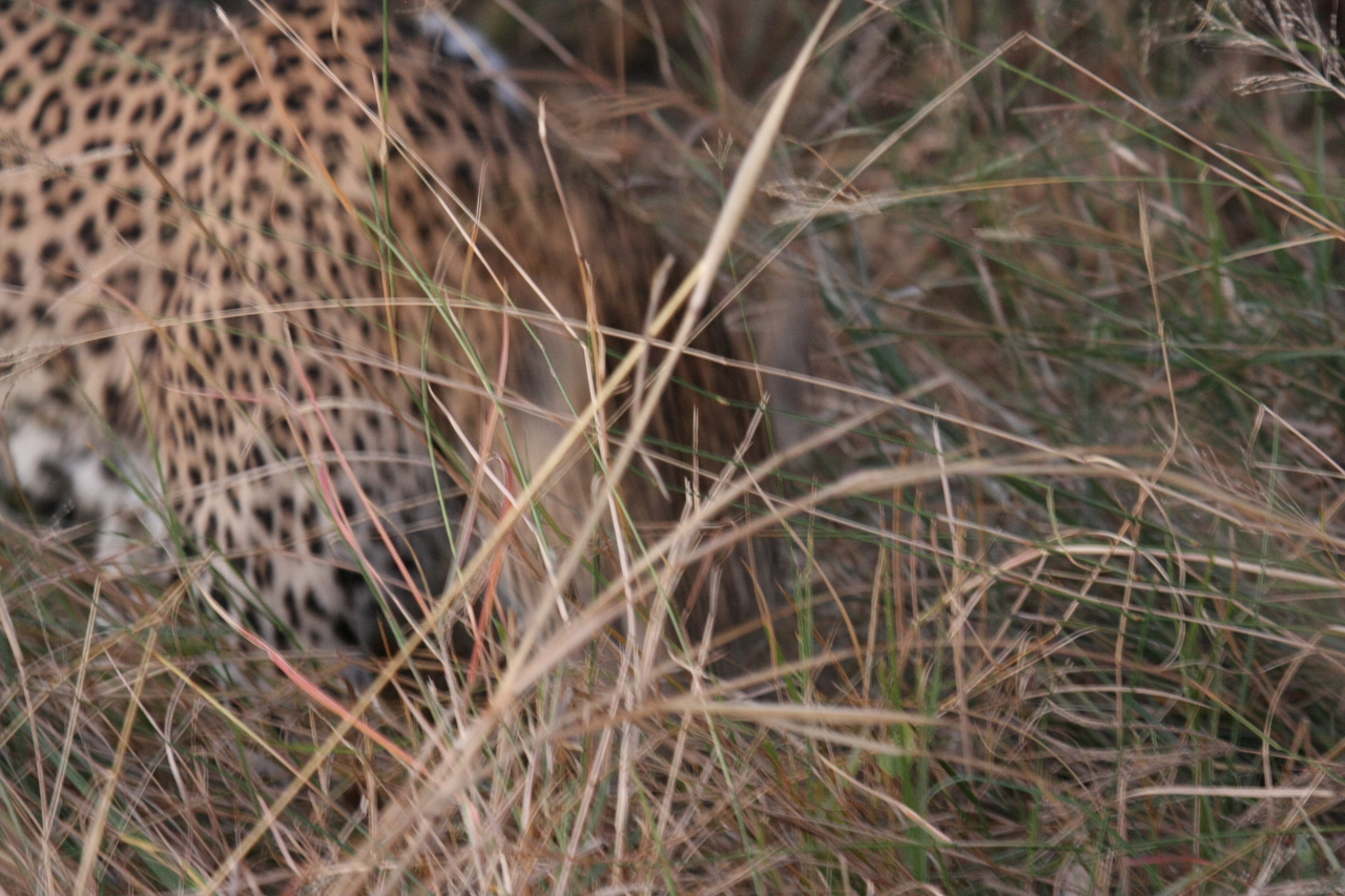 [22009] 2016_06_29_12_12_00_Africa_Canon_EOS_40D_IMG__11065.jpg