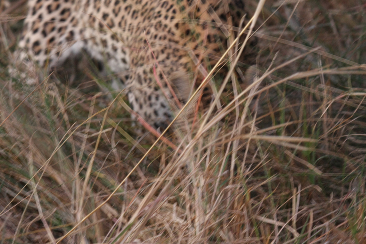 [22013] 2016_06_29_12_12_03_Africa_Canon_EOS_40D_IMG__03620.jpg