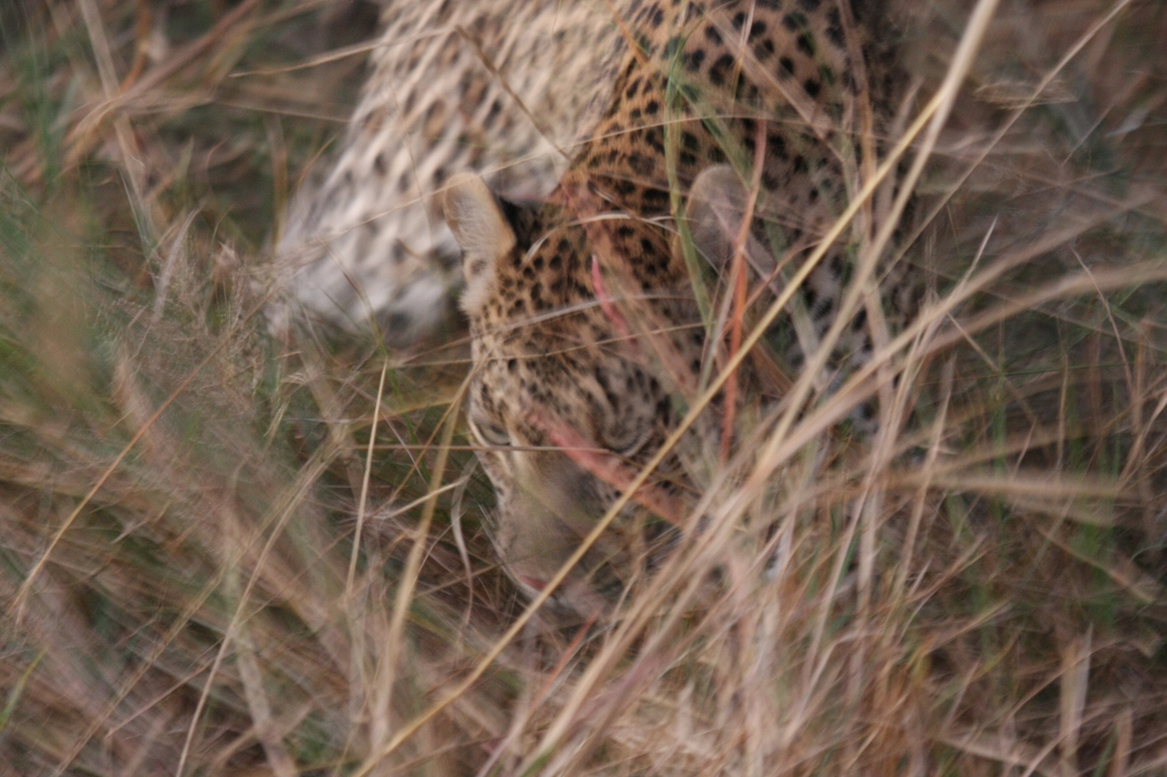 [22017] 2016_06_29_12_12_06_Africa_Canon_EOS_40D_IMG__00381.jpg