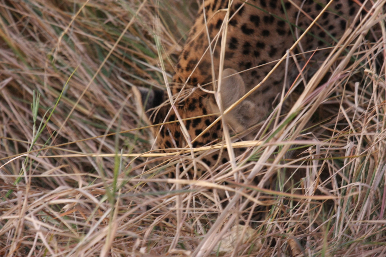 [22032] 2016_06_29_12_12_13_Africa_Canon_EOS_40D_IMG__03627.jpg